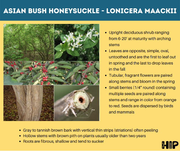 Asian Bush Honeysuckle