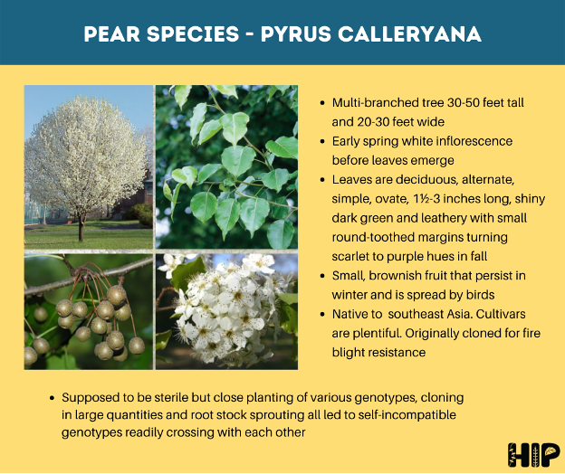 Bradford Pear Information Card