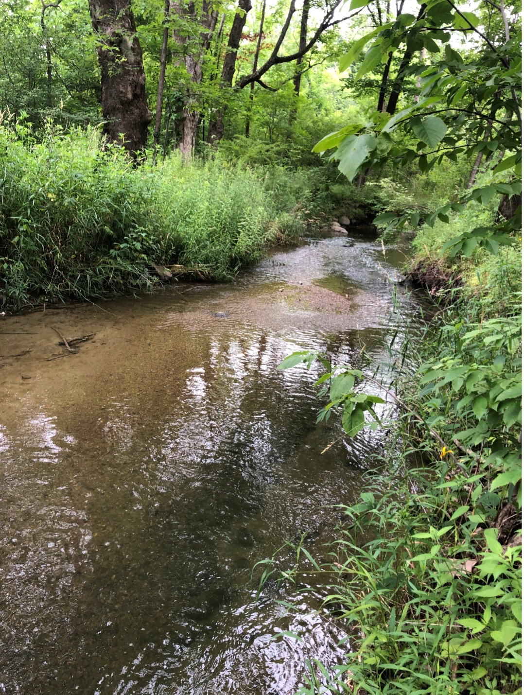 Carmel Creek Watershed