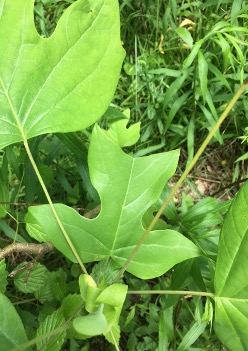 Tulip Poplar