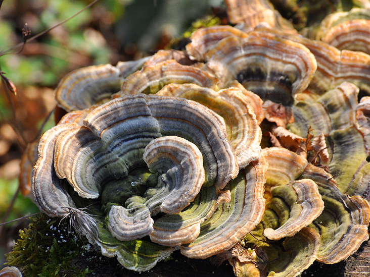 Turkey Tail Fungi