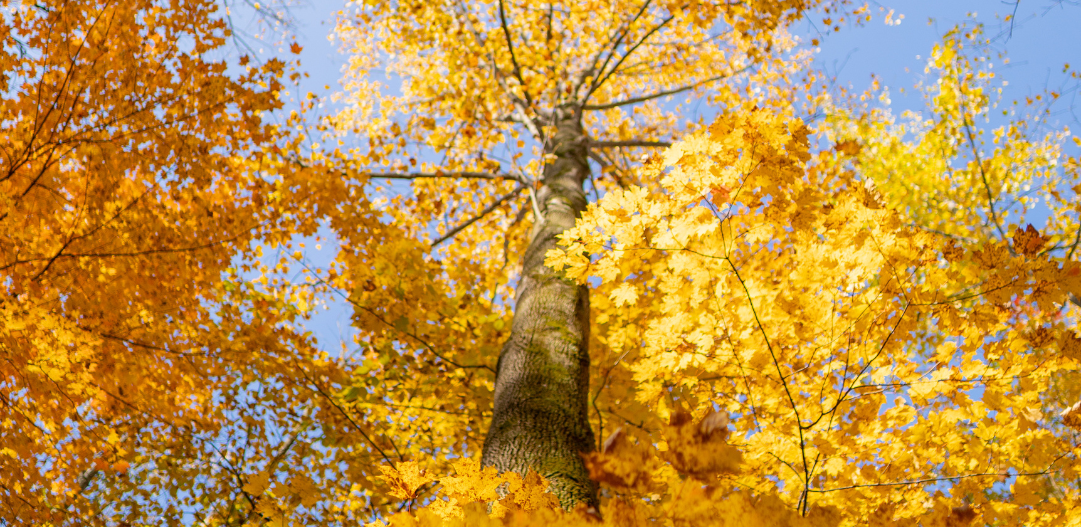 Yellow leaves in abundance lead the eye up a tall tree to a bright blue sky in Central Park during the fall.