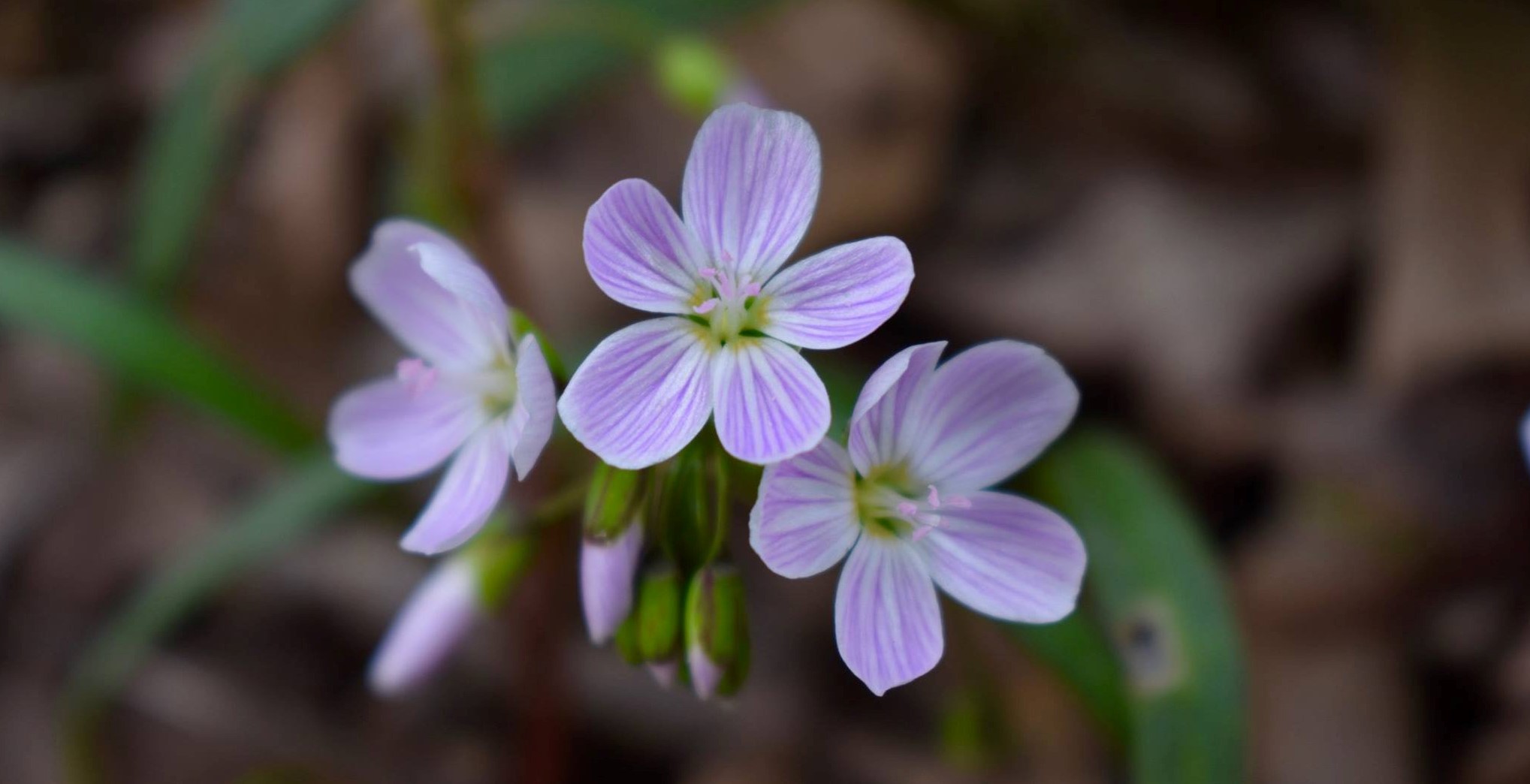Spring-beauties-claytonia-virginica bursting out of the winter soil, signaling spring