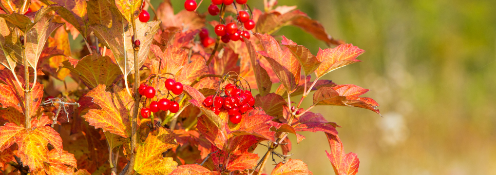 Photo of fall leaves and bright red berries