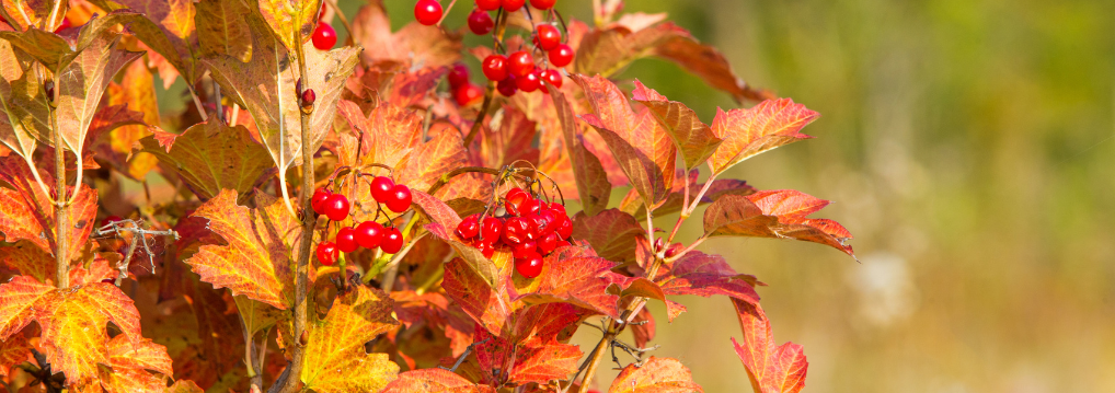 Prepare Your Yard for Winter