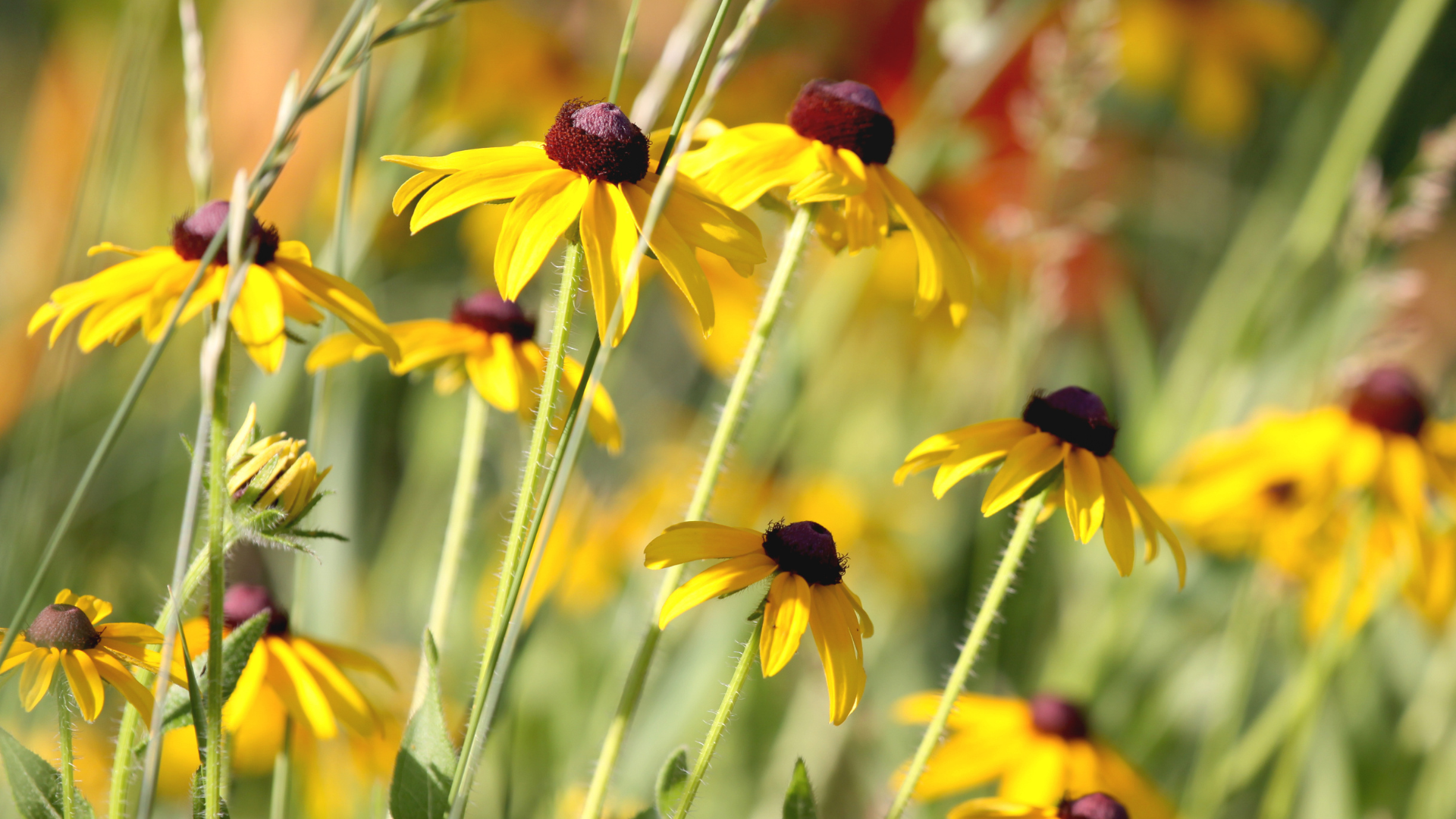 Black Eyed Susan Flowers in a fall landscape