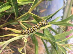Monarch caterpillar sets upon a leaf.