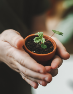 Potted plant in person's hands