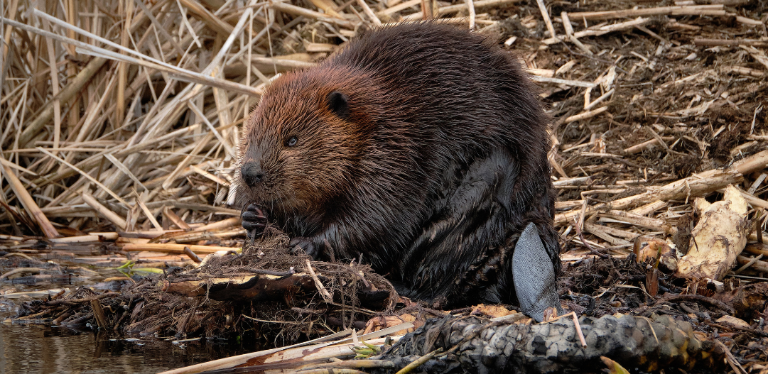 Featured image of beaver preparing for winter.
