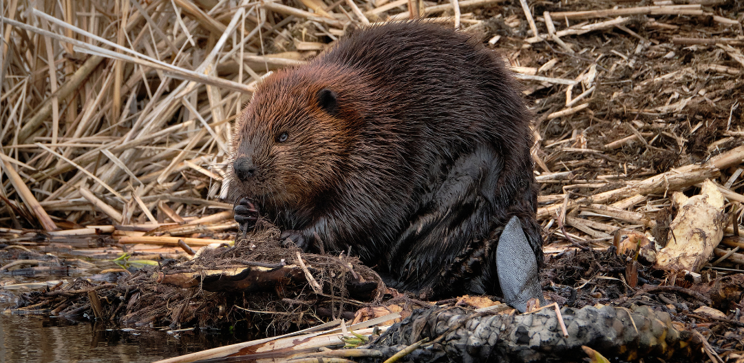 Critters in the Cold