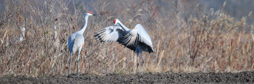 Sandhill cranes migrate