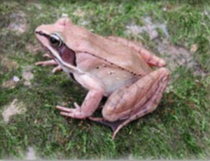 Wood frogs hibernate in the winter.