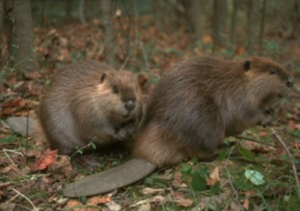 Beavers adapt to winter conditions.