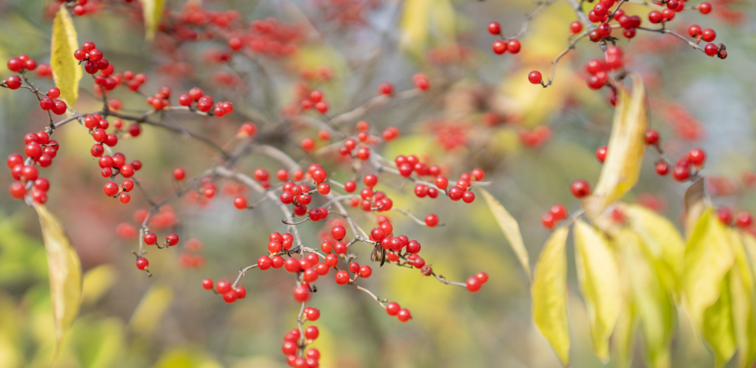 Invasive Species at Our Parks 