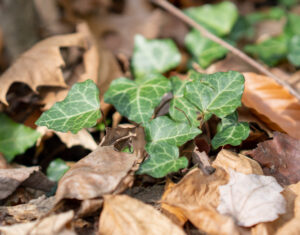 Invasive species in Central Park East Woods