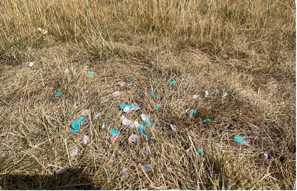 Discarded confetti at Central Park’s Westermeier Commons.