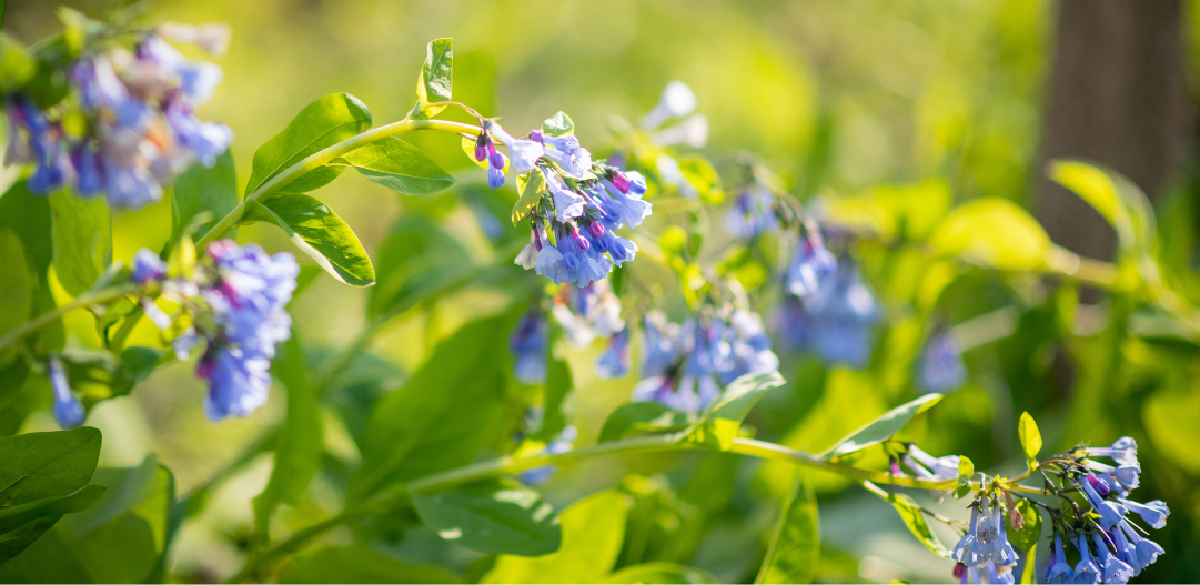 Wildflowers popping up in the woods at Central park.