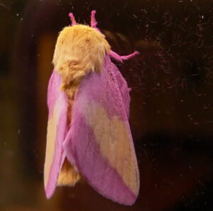 Rosy Maple Moth on tree