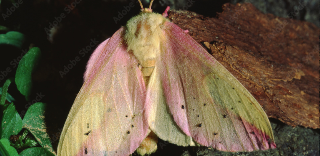 Silky Rosy Maple Moth on a tree at night