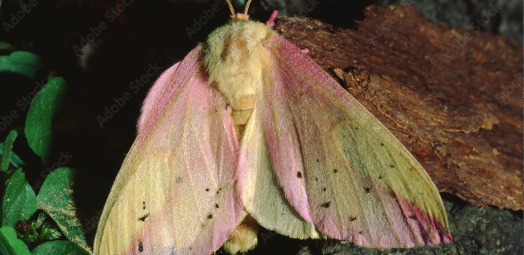 Lovely Lepidoptera: The Beauty of Moths