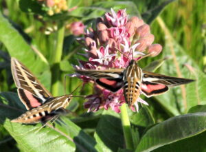 white-lined sphinx moths on flower