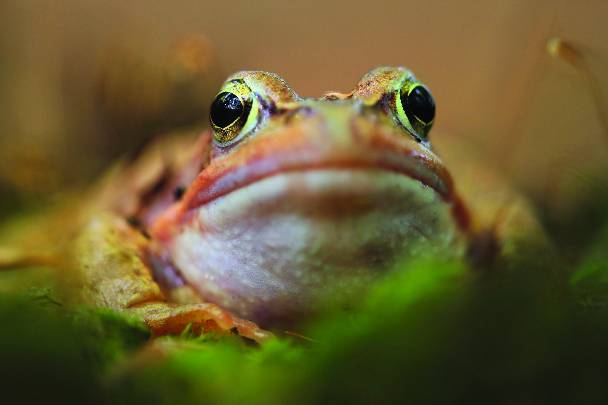 close up of frog