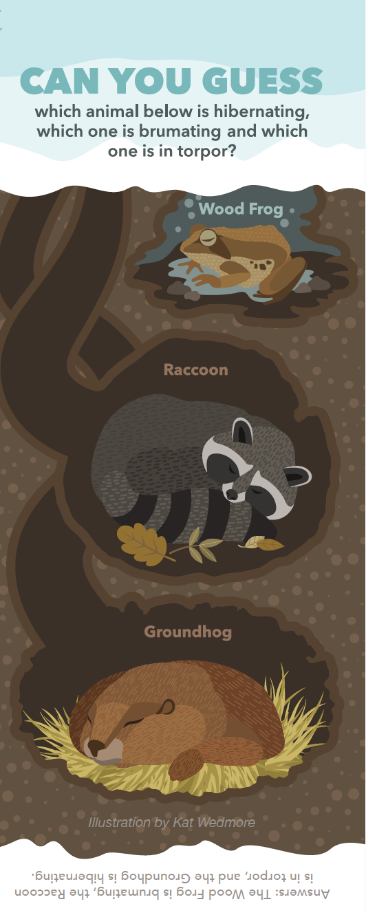 Hibernation game graphic with a wood frog, raccoon and groundhog.